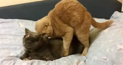 Crazy Cat Mating Gets Extremely Disturbing Twist Videos