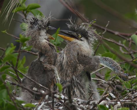 Great Blue Heron Nestlings Dan Getman Bird Photos Flickr