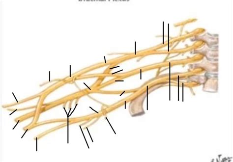 Brachial Plexus Anatomy Diagram Quizlet