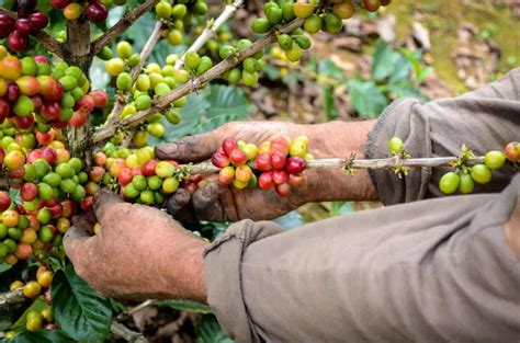 Reasons why it is the best. Costa Rica to sell new roya-resistant coffee variety