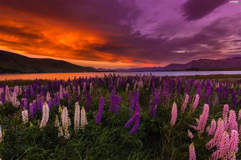 Meadow New Zeland Great Sunsets Mountains Tekapo Lake Lupine