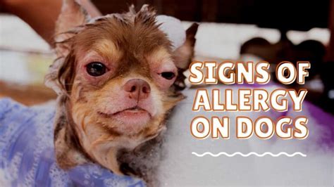 Allergies To Dog Rash Signs Of Allergy On Dogs Dog Sploot