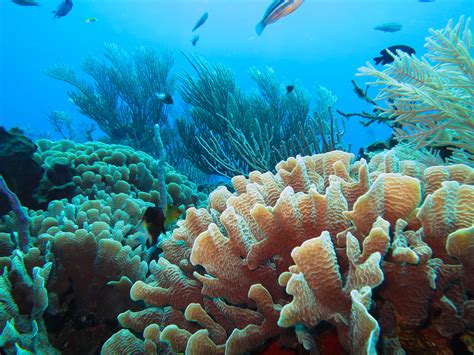 Marine Biome Coral Reef