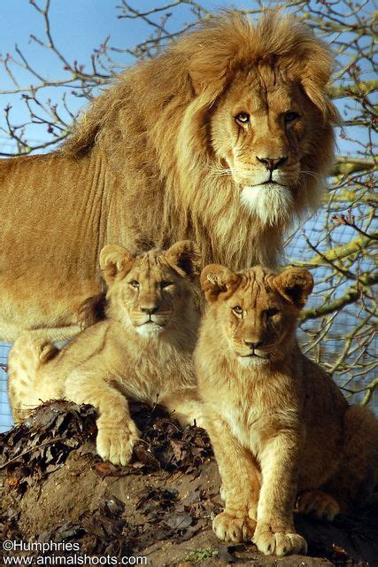 Lionswild Animals Wild Animals