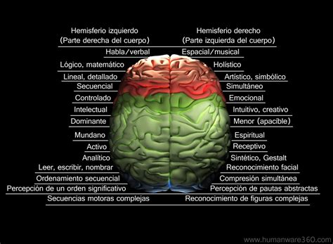 Estructura Del Cerebro Humano Buscar Con Google Reconocimiento