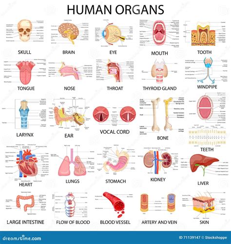 Chart Of Different Human Organs Cartoon Vector