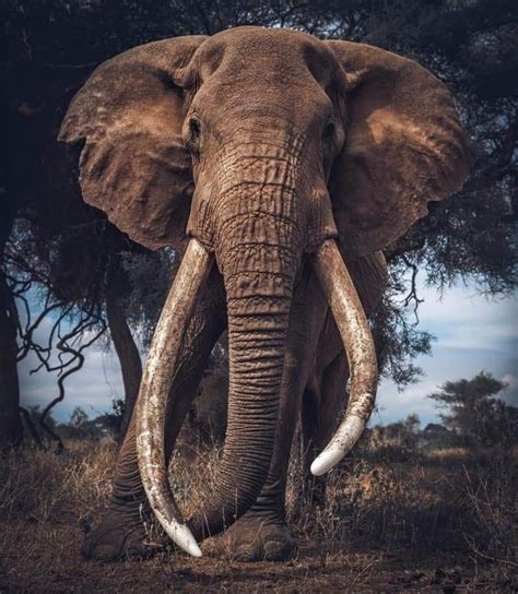 Pin By Suzanne Karikomi On Tuskers Bull Elephant Elephants Photos