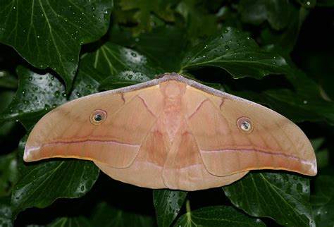 Chinese Oak Silkmoth Antheraea Pernyi Reared From The La Flickr