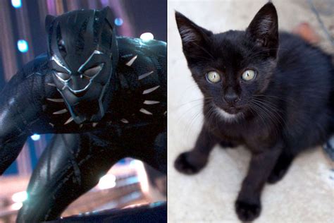 Black Panther Inspires Black Cat Adoption