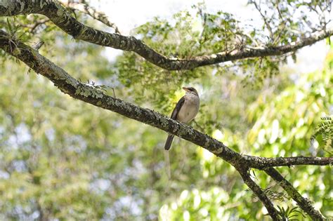 Free Images Fauna Ecosystem Beak Branch Tree Wildlife Perching