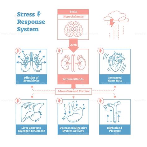 Stress Response Biological System Vector Illustration Diagram