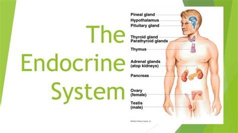 Free Powerpoint Templates Endocrine System