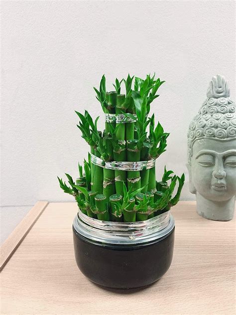 If you live in california you can buy some from there. 10 Desk Plants That Will Bring Your Office To Life ...