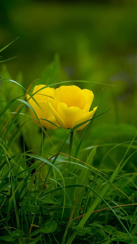 Download Wallpaper 1080x1920 Tulip Grass Flower Flora Bloom Samsung Galaxy S4 S5 Note