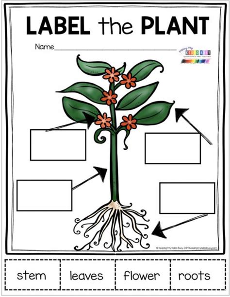 Parts Of A Plant Interactive Worksheet Plants Worksheets Parts Of A