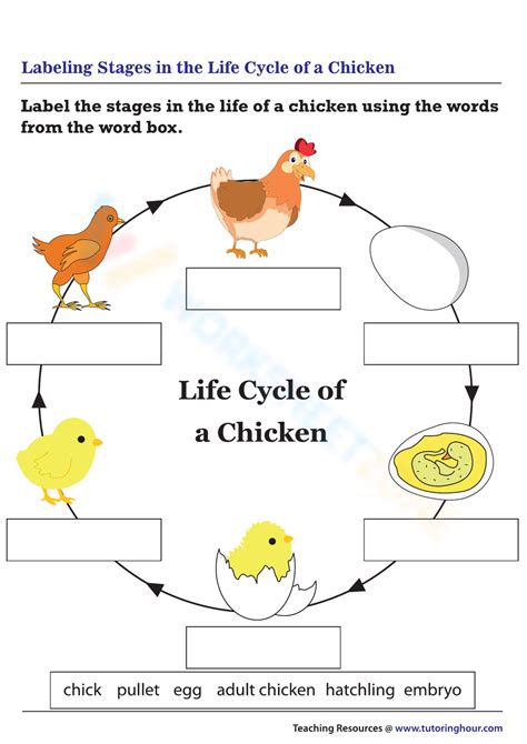 Labeling Stages In The Life Cycle Of A Chicken Worksheet