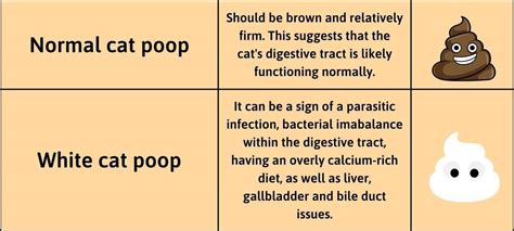 9 Potential Causes Of White Cat Poop Tips On What To Do