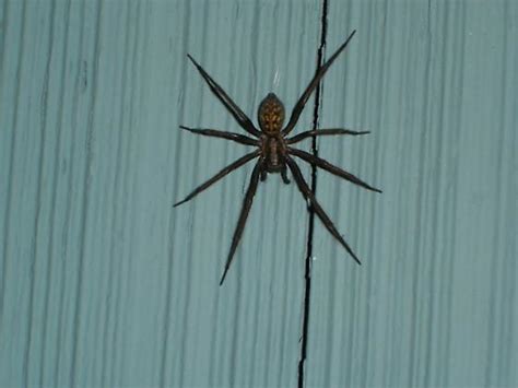 Agressive House Spiders ~ Wolf Spider