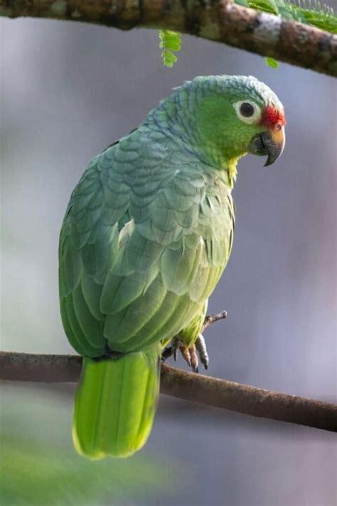 Exotic Birds For Sale Online A Comprehensive Guide