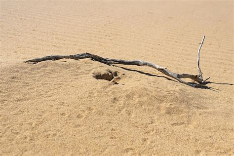 Premium Photo Toadhead Agama Lizard In Its Burrow In The Sand Of The