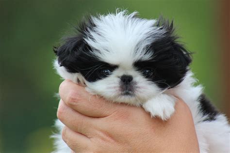 Japanese Chin Puppies For Sale From Kennel Spindulys