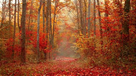 Download Wallpaper 2048x1152 Autumn Forest Foliage Trees Colorful