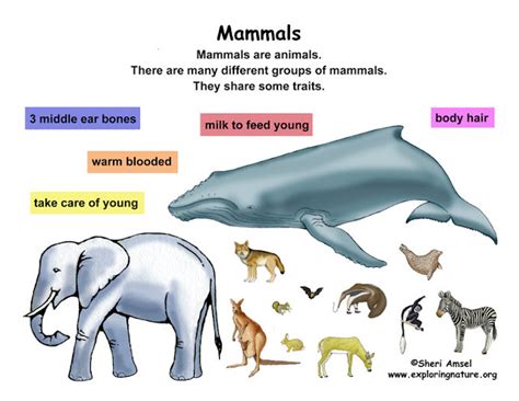 Mrs Addisons Monstars Mammals