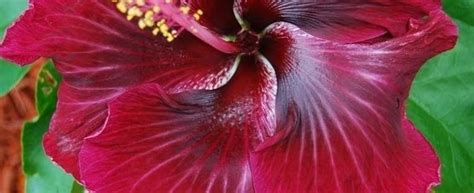 Tropical Hibiscus Cajun Hibiscus Hibiscus Rosa Sinensis Black Dragon