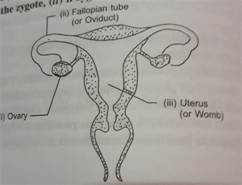 A Draw Diagrammatic Sectional View Of The Female Reproductive System