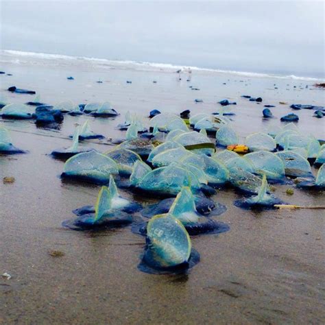 Jellyfish Invasions In California And Denmark Strange Sounds