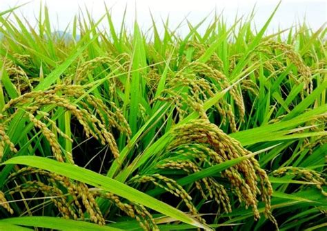 Rice Farming Project Report Paddy Cultivation Practices Agri Farming