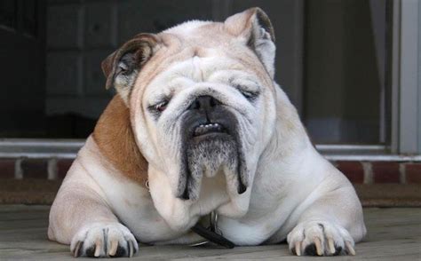 The olde english bulldogge & french bulldog are breeds we have come to love and enjoy. 10 Bulldogs Whose 'Frowns' Will Make You Smile - Petcha