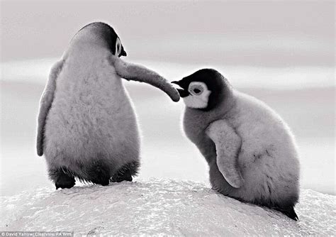 17 Best Images About Penguins On Pinterest Baby Penguins Cute