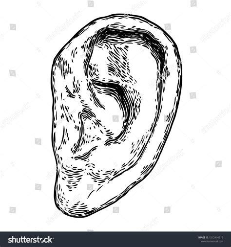 Human Ear Anatomy Body Part Engraved 스톡 벡터로열티 프리 1512410516