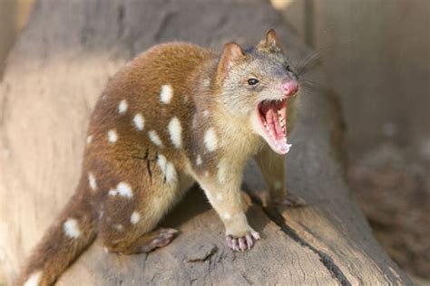 Angry Quoll Stock Photos Pictures And Royalty Free Images Istock