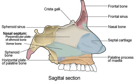 Each of the series of small bones forming the backbone, having several projections for articulation and muscle attachment, and a hole through which the spinal cord passes. The Skull | Anatomy and Physiology I