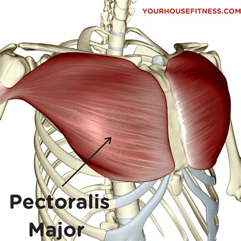 Pectoralis majörün lifleri horizantal olarak (yere paralel) humerus kol kemiğine uzanır. Muscle Breakdown: Pectoralis Major | Your House Fitness