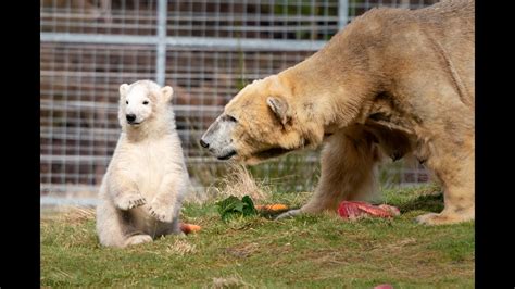 Brodie The Polar Bear Cub Loving Life At The Highland Wildlife Park