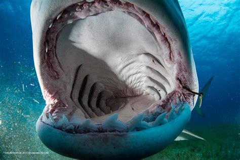 Open Wide Go Inside The Mouth Of A Tiger Shark Sharks Earth Touch News