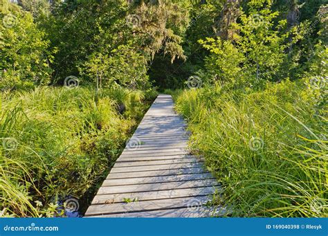 Wooden Walkway To Lake Stock Photo Image Of Board Trees 169040398