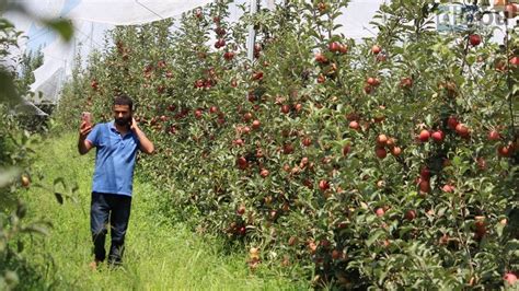 High Density Orchards Grow Apple Farmers Rue Price Drop