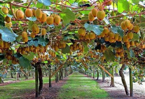 Pin by Rodrigo Díaz Moreno on comida Fruit plants Fruit garden