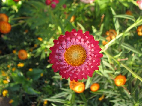 Flowers Macro 300 Free Photo Download Freeimages