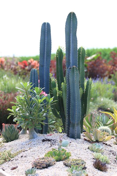 These Desert Plants Are Almost Carefree Additions To Gardens And