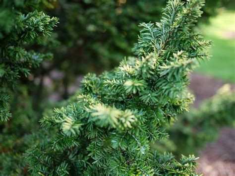 Whats The Difference Between Evergreens And Conifers