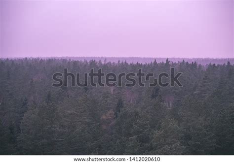 Panoramic View Misty Pine Tree Forest Stock Photo 1412020610 Shutterstock