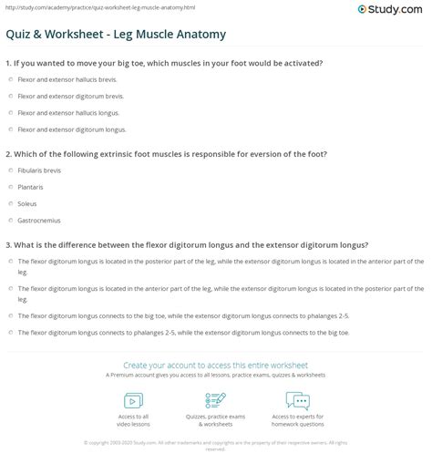 Quiz And Worksheet Leg Muscle Anatomy