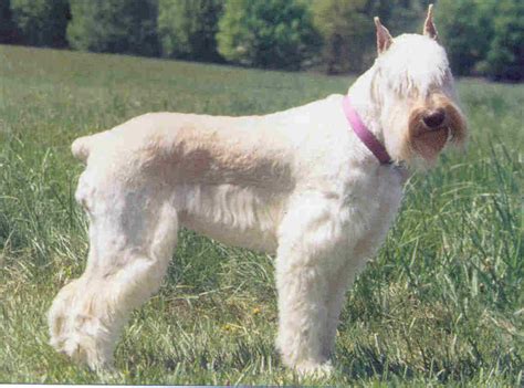 The dogs were kept in a kennel when not being trained. Schnauzer, Giant Breed Guide - Learn about the Schnauzer ...