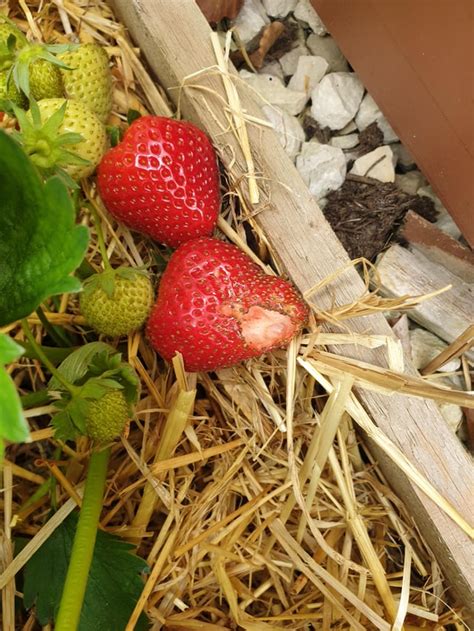 Whats Eating My Strawberries Rgardeninguk