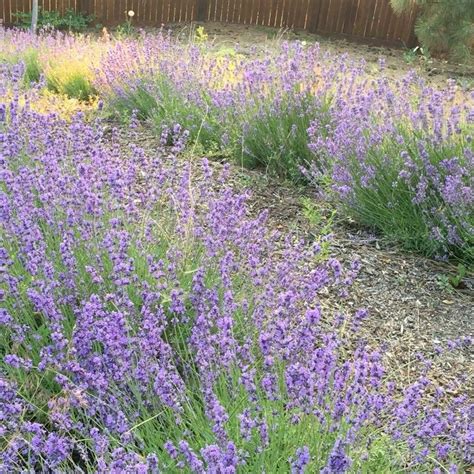 Allusion Smelling Hills Divine Lavender Botanical Farm Canning